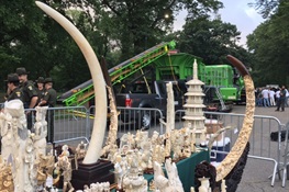 Scenes from Today’s Ivory Crush in Central Park